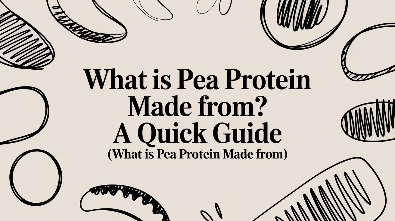 What is Pea Protein Made From? A Quick Guide (what is pea protein made from)